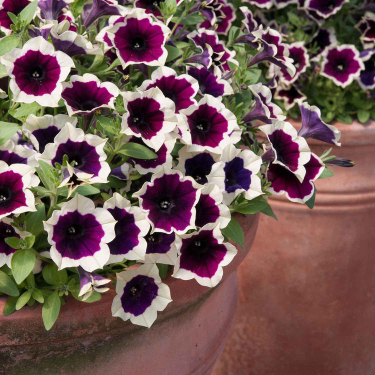 Petunia 'Rim Magenta'
