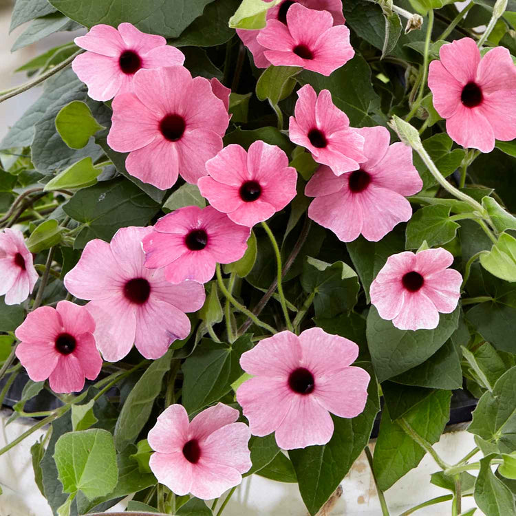 Thunbergia 'Pink Sensation'