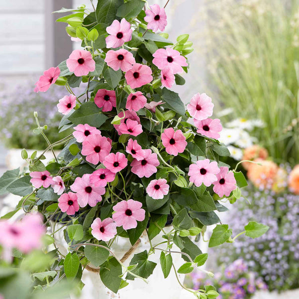 Thunbergia 'Pink Sensation'