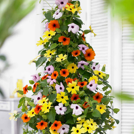 Thunbergia Collection
