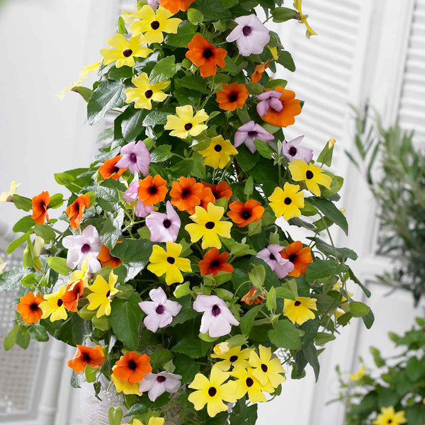 Thunbergia Collection