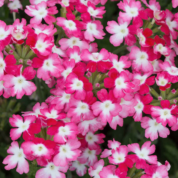 Verbena 'Sparkle Red'