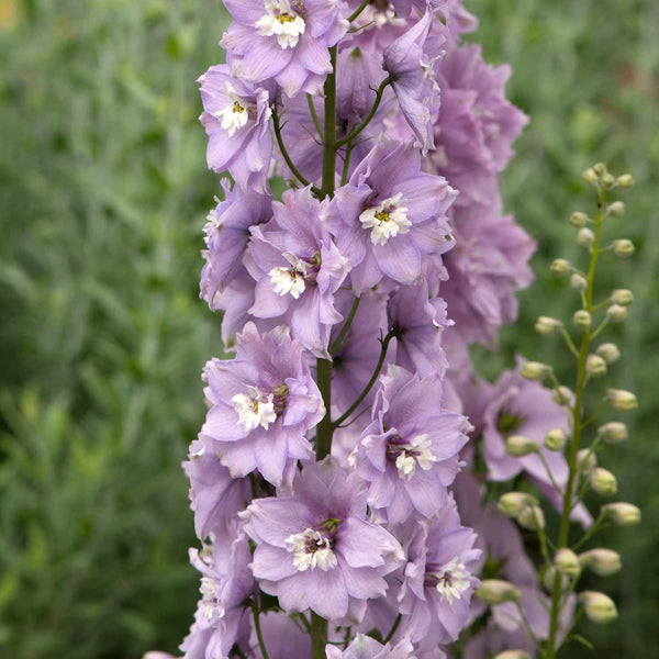 Delphinium 'Magic Fountains Cherry Blossom with White Bee'