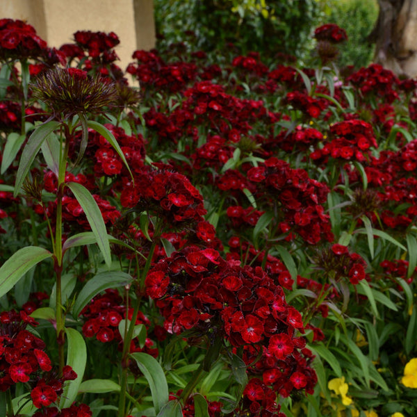 Dianthus 'Dash Crimson'