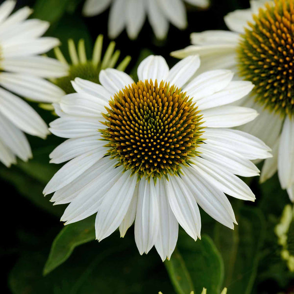 Echinacea 'Sombrero Blanco'
