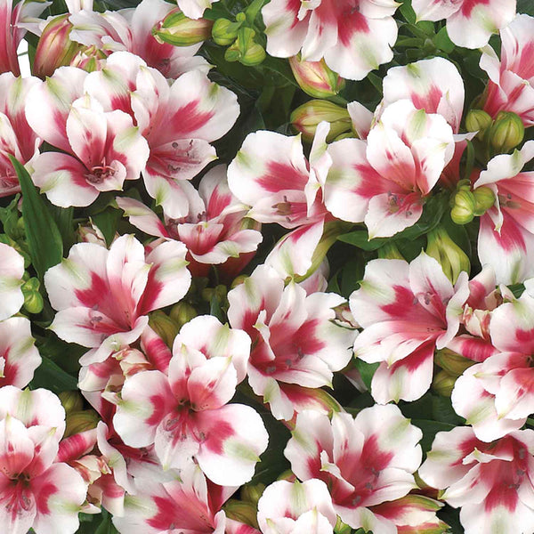 Alstroemeria 'Inticancha Maya'