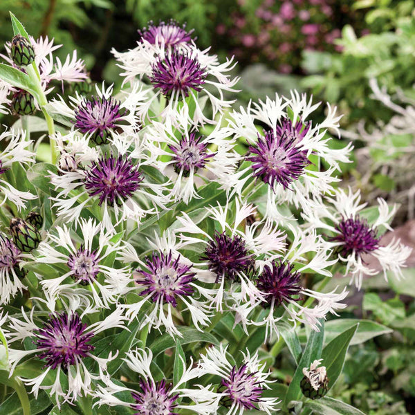 Centaurea 'Amethyst in Snow'