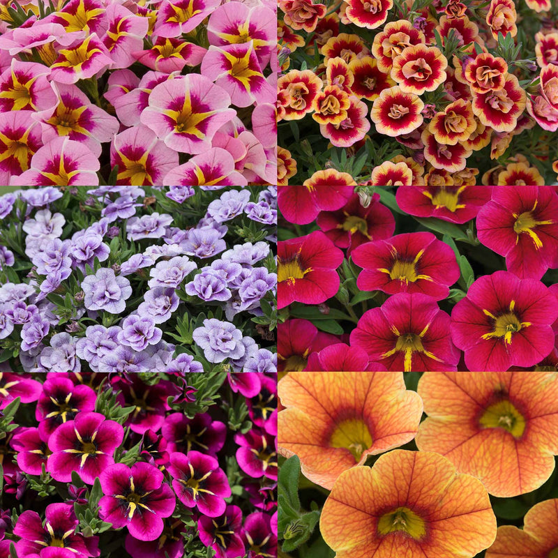 Calibrachoa 'Marshalls Selection'