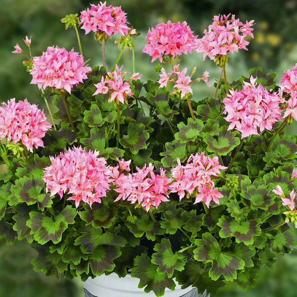 Geranium 'Summer Twist Rose'