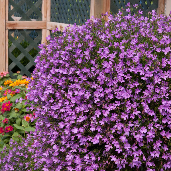 Lobelia 'Waterfall Lavender'