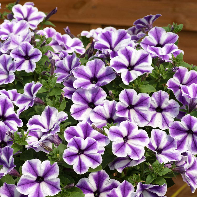 Petunia Surfinia 'Blue Lagoon Star'