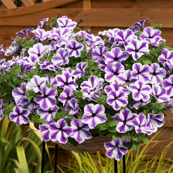 Petunia Surfinia 'Blue Lagoon Star'