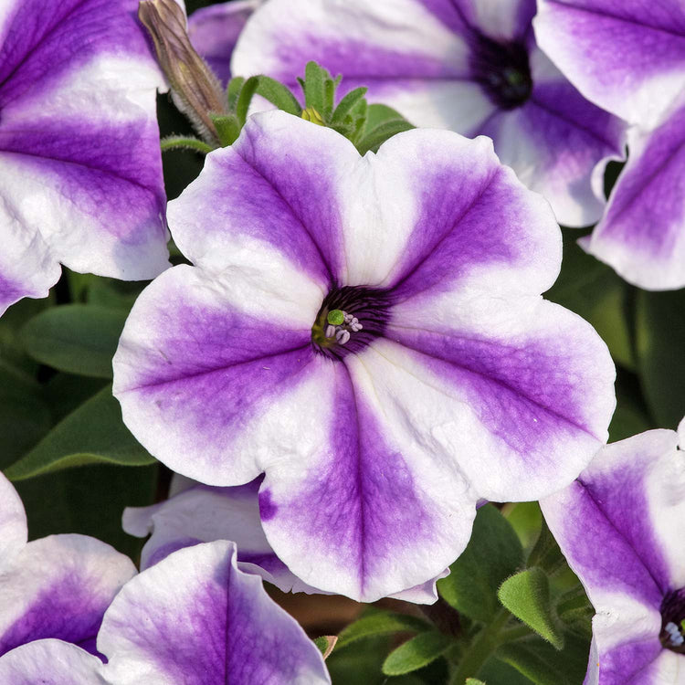 Petunia Surfinia 'Blue Lagoon Star'