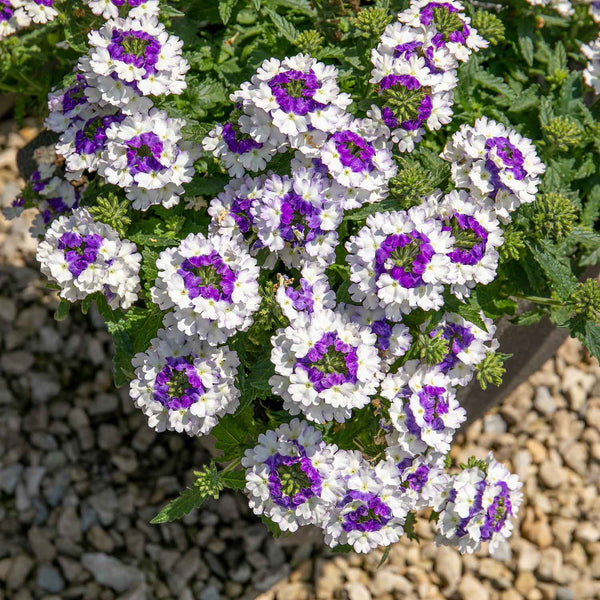 Verbena 'Showboat Blue Fizz'