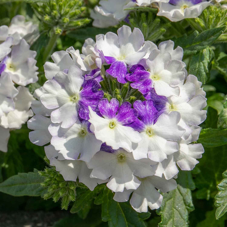 Verbena 'Showboat Blue Fizz'