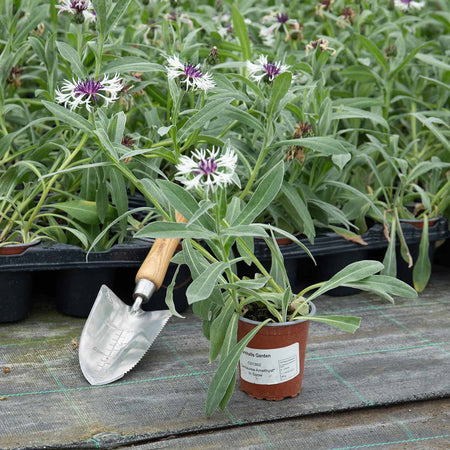 Centaurea 'Amethyst in Snow'