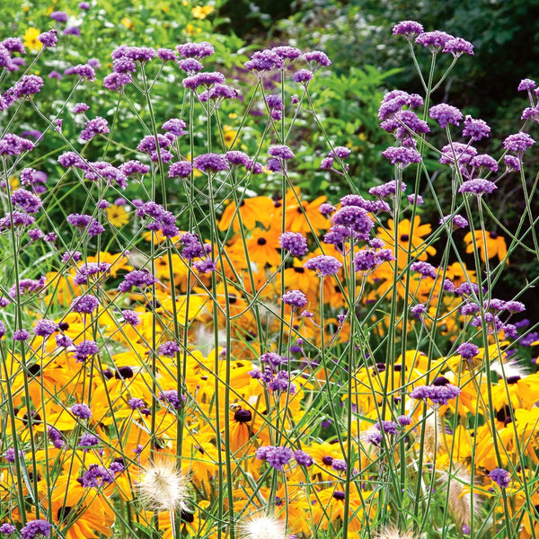 Verbena 'Bonariensis'