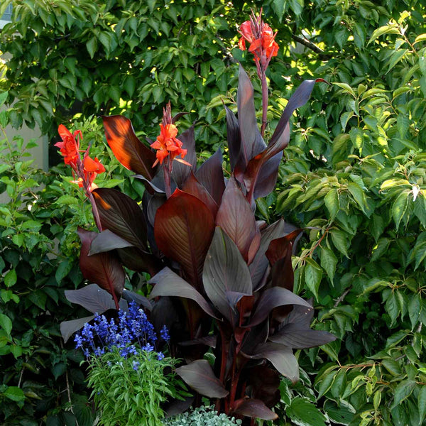 Canna 'Tropicana Black'