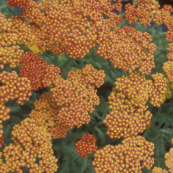 Achillea 'Mill Walter Funken'