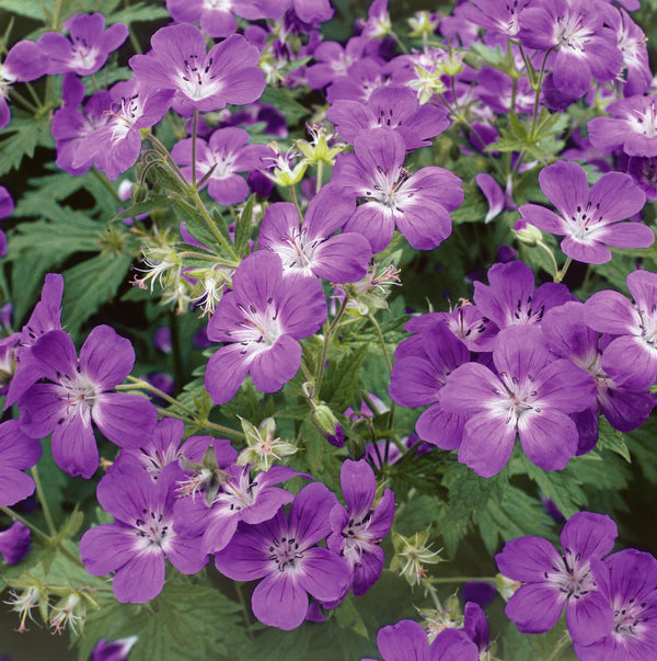 Geranium 'Sylvaticum Mayflower'