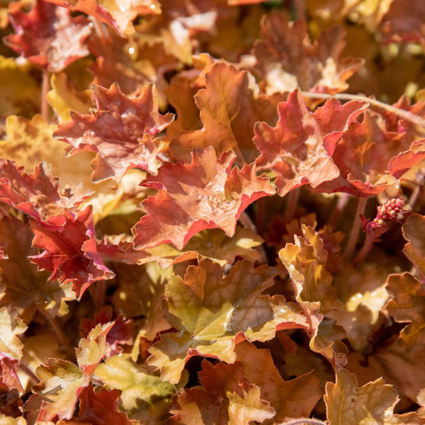 Heuchera 'Ginger Ale'