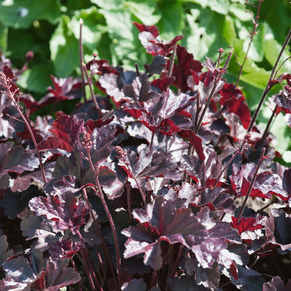Heuchera 'Obsidian'