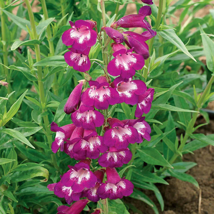 Penstemon 'Pensham Plum Jerkum'