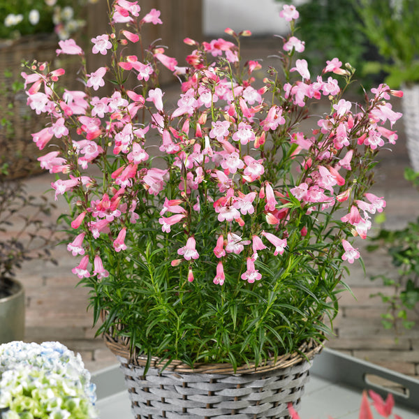 Penstemon 'Apple Blossom'