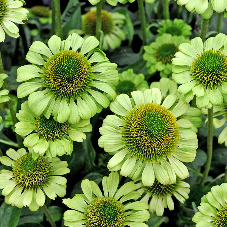 Echinacea 'Pur Green Jewel'
