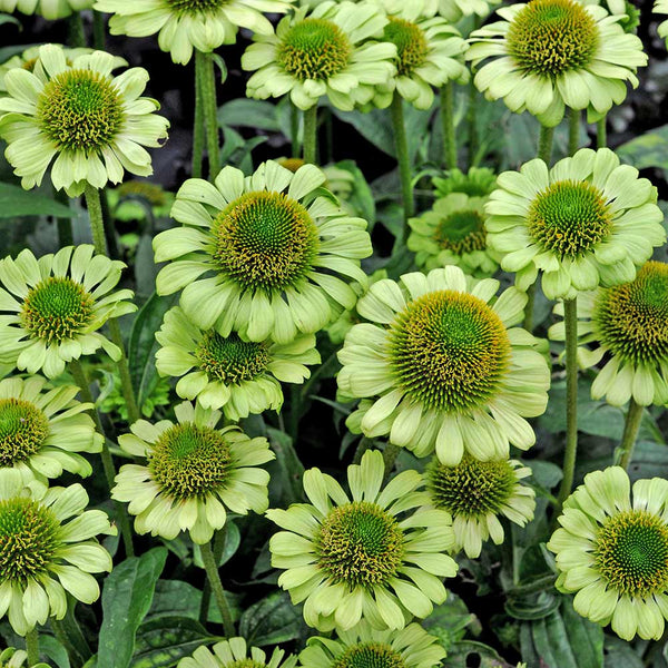 Echinacea 'Pur Green Jewel'