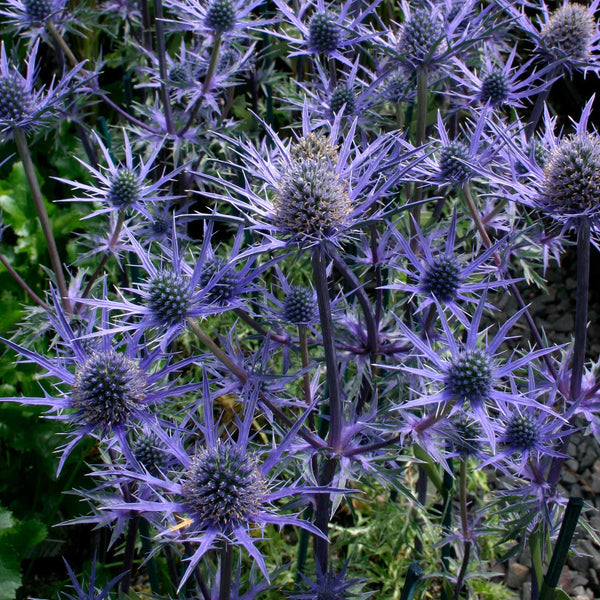 Eryngium 'Lapis Blue'