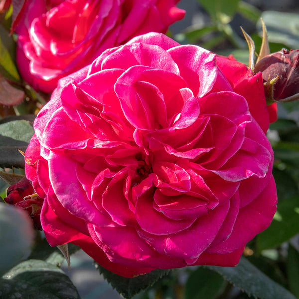 Rose 'Timeless Charisma'