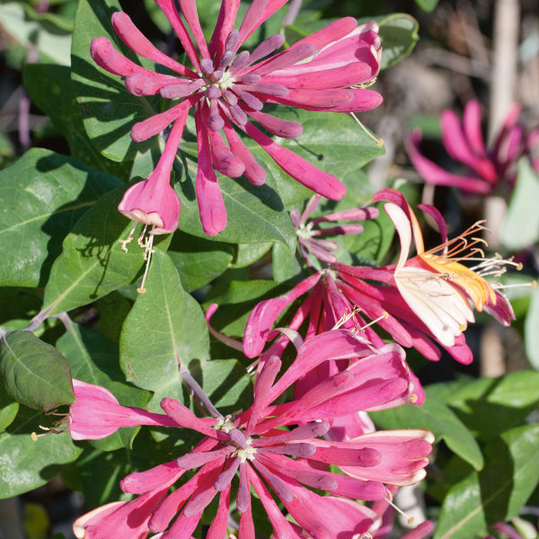 Honeysuckle 'Goldflame'
