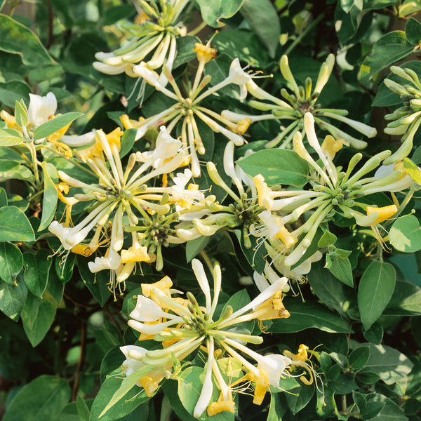 Honeysuckle 'Graham Thomas'