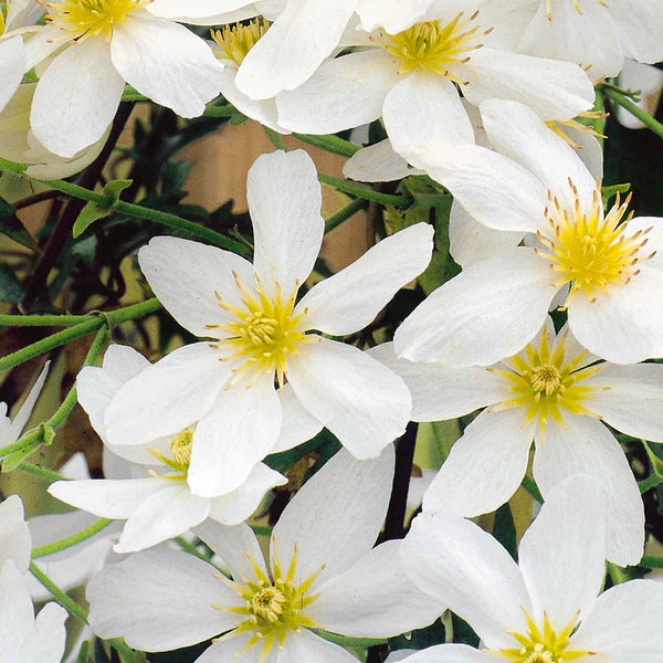 Clematis 'Avalanche'
