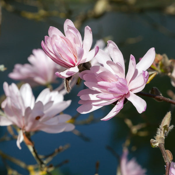 Magnolia Stellata 'Rosea'
