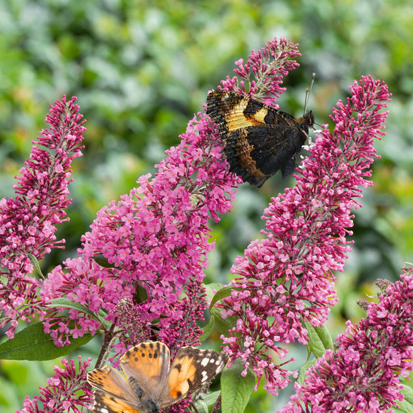 Buddleja davidii 'Pink Delight'