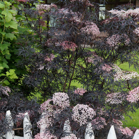 Sambucus nigra 'Black Lace'