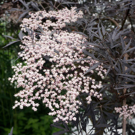 Sambucus nigra 'Black Lace'