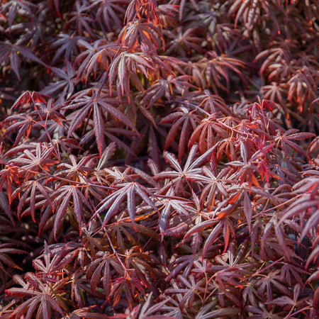 Acer palmatum 'Trompenburg'