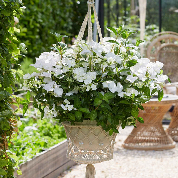 Hydrangea 'Runaway Bride'