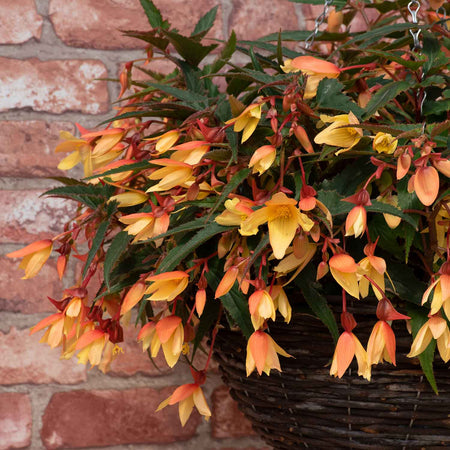 Begonia 'Starshine Calypso'