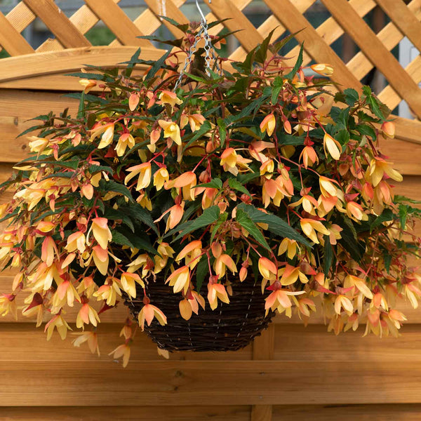 Begonia 'Starshine Calypso'
