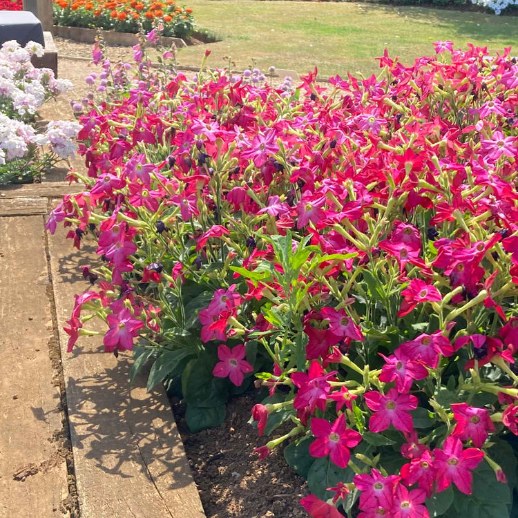 Nicotiana 'Cuba Rose'
