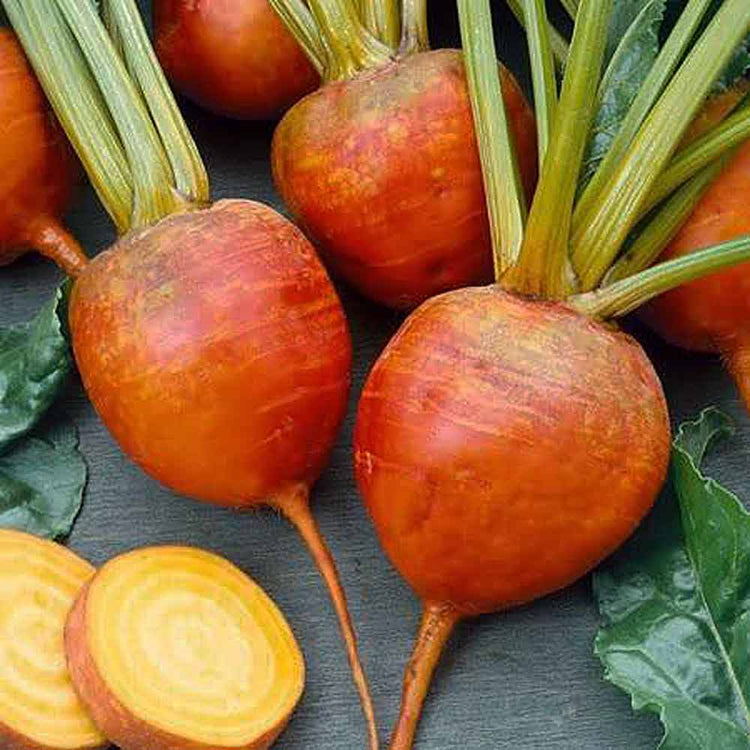Beetroot 'Golden'