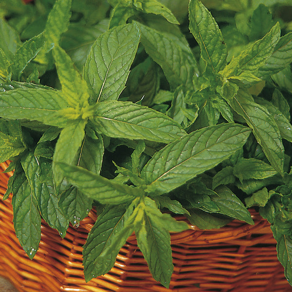 Mint 'Moroccan'