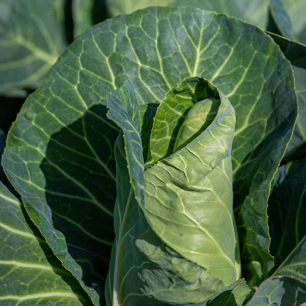 Cabbage Seeds 'Durham Early'
