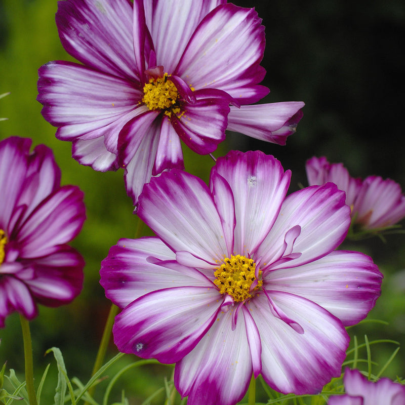 Cosmos Seeds 'Fizzy Rose Picotee'