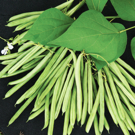 French Bean Climbing Seeds 'Isabel'