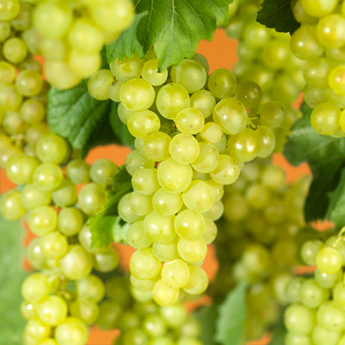 Grape Vine 'Supaga'